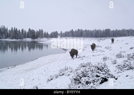 American Bison an einem winterlichen Seepromenade im Yellowstone-Nationalpark Reisen. Stockfoto