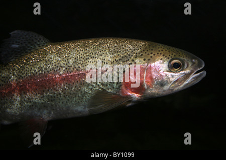 Regenbogenforelle Oncorhynchus mykiss Stockfoto