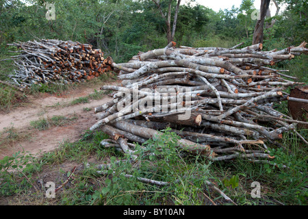 MUECATE WALDRESERVAT, in der Nähe von NAMPULA, Mosambik, Mai 2010: Holz geschnitten für Brennholz und Holzkohle innerhalb der Forest Reserve. Stockfoto