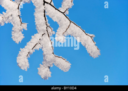 Schneebedeckte Zweige und blauer Himmel. Stockfoto