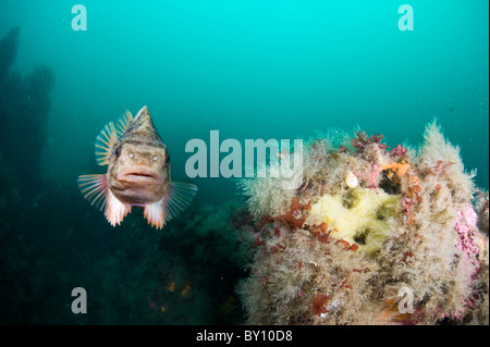 Lumpsucker Schutz von seinen Eiern, Eyijafjordur, Akureyri, Island Stockfoto