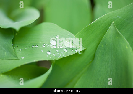 Regentropfen auf Lily der Vally Blätter Stockfoto