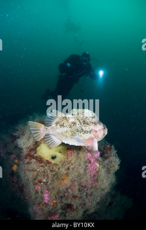 Lumpsucker Schutz von seinen Eiern, Strytan, Eyijafjordur, Akureyri, Island Stockfoto