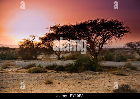 Sonnenuntergang in der Savanne wie Arava in der Wüste Negev, Israel Stockfoto