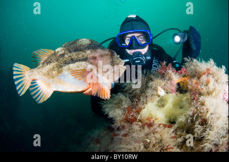 Lumpsucker Schutz von seinen Eiern, Strytan, Eyijafjordur, Akureyri, Island Stockfoto