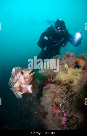 Lumpsucker Schutz von seinen Eiern, Strytan, Eyijafjordur, Akureyri, Island Stockfoto