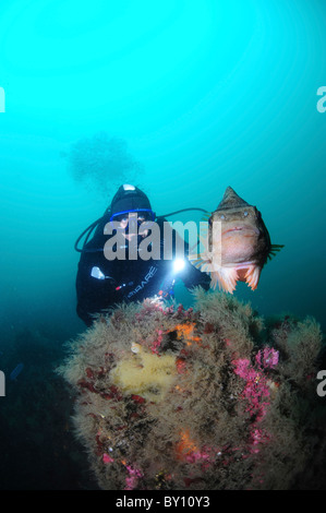 Lumpsucker Schutz von seinen Eiern, Strytan, Eyijafjordur, Akureyri, Island Stockfoto