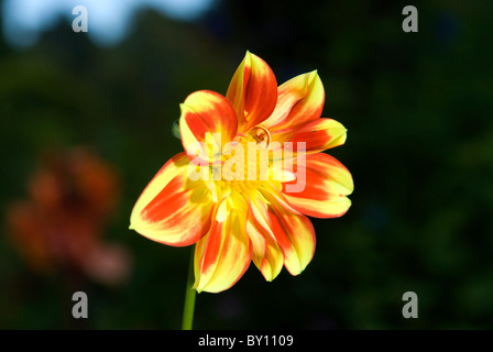 Orange und gelbe Dahlien in voller Blüte in der Herbstsonne Stockfoto