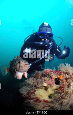 Lumpsucker Schutz von seinen Eiern, Strytan, Eyijafjordur, Akureyri, Island Stockfoto