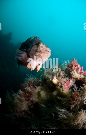 Lumpsucker Schutz von seinen Eiern, Eyijafjordur, Akureyri, Island Stockfoto