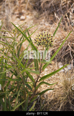 Antilopen Hörner Asclepias asperula Stockfoto