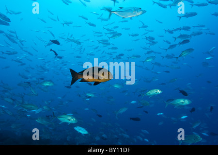 Einzelne Mitternacht Snapper unter einer Schule von Makrelen, Mapia Atoll, West-Papua, Indonesien. Stockfoto