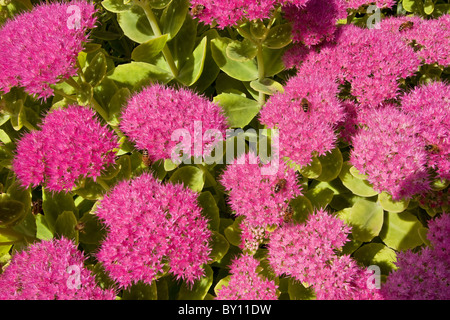 Sedum Spectabile Blüten mit Honigbienen sammeln Nektar Stockfoto