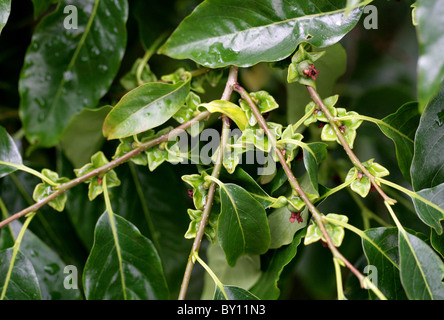 Datum-Pflaume, Diospyros Lotus, Ebenaceae. West-Asien und China. Unreife Früchte. Auch bekannt als Datum-Pflaume, Guiaca, Lotus Persimmon. Stockfoto