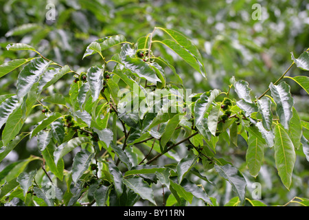 Datum-Pflaume, Diospyros Lotus, Ebenaceae. West-Asien und China. Unreife Früchte. Auch bekannt als Datum-Pflaume, Guiaca, Lotus Persimmon. Stockfoto