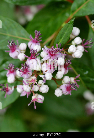 Immergrüne Hortensie, Dichroa versicolor, Hydrangeaceae, China, Asien Stockfoto