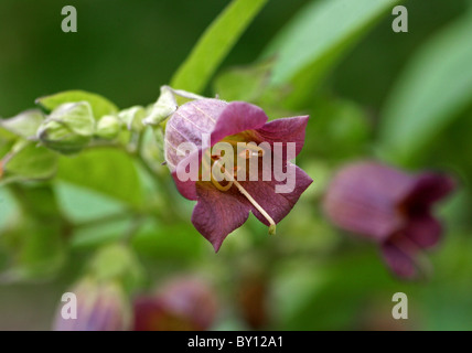 Tollkirsche, Atropa Belladonna, Solanaceae. Europa, Nordafrika und Westasien. Stockfoto