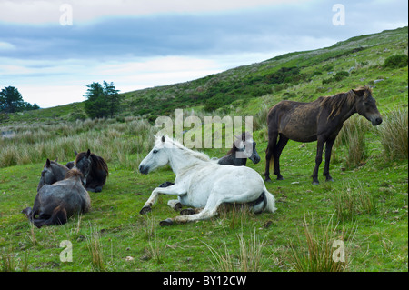 Connemara Ponys auf Hügel Hang, Connemara, County Galway, Irland Stockfoto