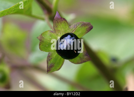 Berry Tollkirsche, Atropa Belladonna, Solanaceae. Europa, Nordafrika und Westasien. Stockfoto