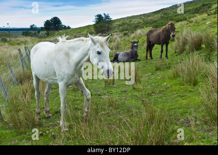 Connemara Ponys auf Hügel Hang, Connemara, County Galway, Irland Stockfoto