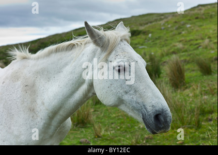 Connemara Ponys auf Hügel Hang, Connemara, County Galway, Irland Stockfoto