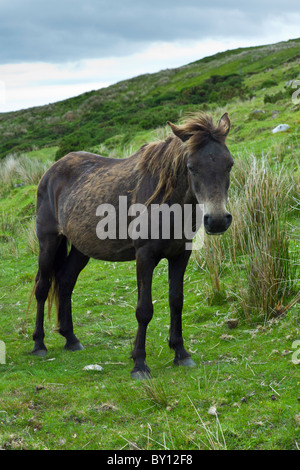 Connemara Pony auf Hügel Hang, Connemara, County Galway, Irland Stockfoto