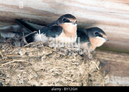 Junge Rauchschwalben in ihrem Nest im Stall Stockfoto