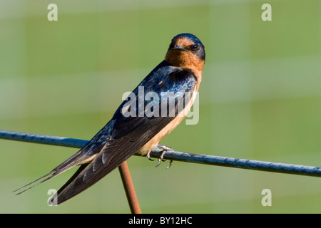 Rauchschwalbe sitzt auf einem Zaun schaut sich um. Stockfoto