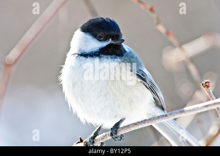 Schwarz-capped Meise auf einem Ast sitzend Stockfoto