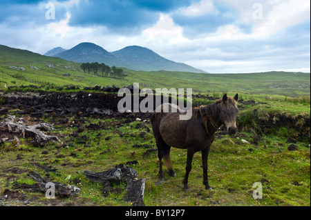 Connemara Pony auf Hügel Hang, Connemara, County Galway, Irland Stockfoto