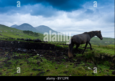 Connemara Pony am Hang mit zwölf Bens Bergkette hinter, Connemara, County Galway, Irland Stockfoto