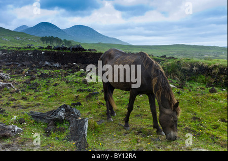 Connemara Pony Weiden auf Hügel Hang, Connemara, County Galway, Irland Stockfoto