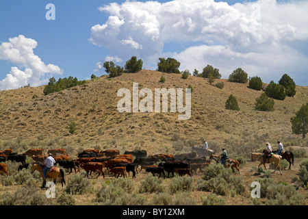 Cowboys auf einem Almabtrieb in der Wüste in der Nähe von Kuba, New Mexico, USA. Stockfoto