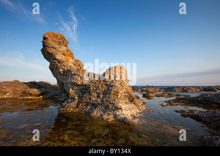 Kalkstein-Meer-Stacks / Raukar am Folhammar, Gotland, Schweden Stockfoto