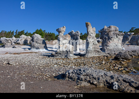 Kalkstein-Meer-Stacks / Raukar am Folhammar, Gotland, Schweden Stockfoto