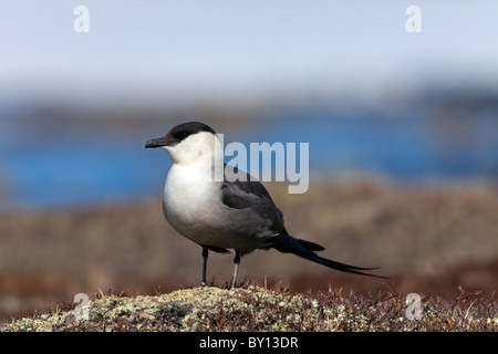 Long-tailed Skua (Stercorarius Longicaudus), Altvogel in der Tundra, Schweden Stockfoto