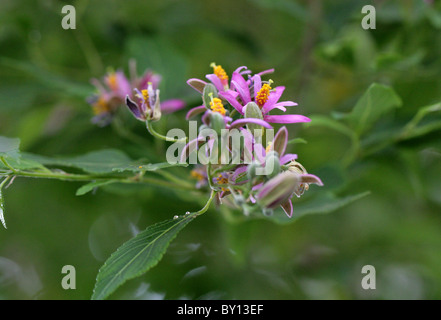 Buttonwood, Crossberry, Four-Corner, Lavendel Stern Blume, violett Stern Blume, Grewia Occidentalis, Malvaceae. Südlichen Afrika. Stockfoto