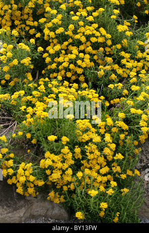 Strawflower aka Everlasting Flower, Helichrysum Trilineatum, Asteraceae, Südafrika. Stockfoto