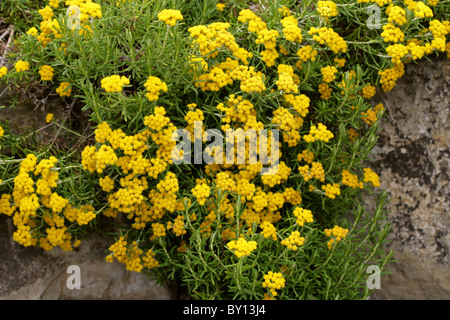 Strawflower aka Everlasting Flower, Helichrysum Trilineatum, Asteraceae, Südafrika. Stockfoto