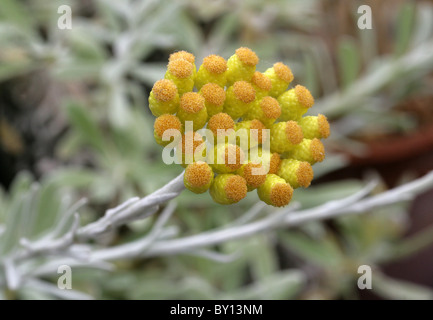 Strawflower oder ewige Blume, Helichrysum Orientale, Asteraceae (Compositae), Süd-Ost-Europa Stockfoto