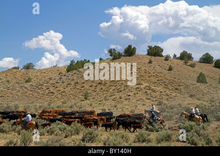 Cowboys auf einem Almabtrieb in der Wüste in der Nähe von Kuba, New Mexico, USA. Stockfoto