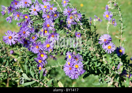 Michaeli Gänseblümchen im Plimoth Plantation Museum in Plymouth Massachusetts Stockfoto