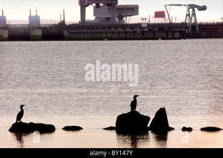 Die Barriage Cardiff, Cardiff Bay. Stockfoto