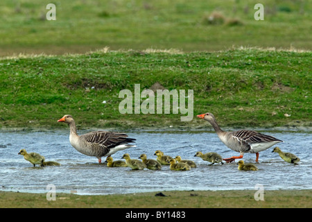 Graugans Gänse (Anser Anser) Erwachsene mit Gänsel im Frühjahr, Deutschland Stockfoto