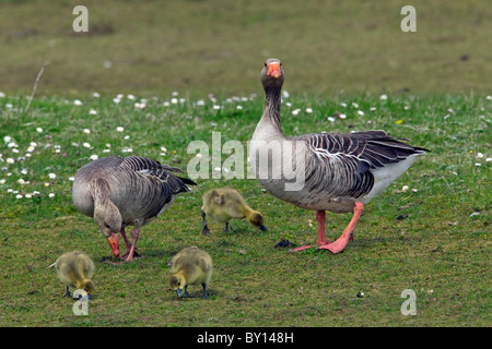 Graugans Gänse (Anser Anser) Erwachsene mit Gänsel im Frühjahr, Deutschland Stockfoto