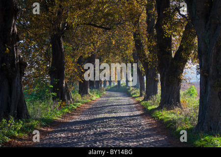 Gepflasterte Straße gesäumt mit Rosskastanie (Aesculus Hippocastanum) Bäume im Herbst, Deutschland Stockfoto