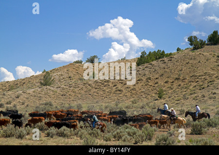 Cowboys auf einem Almabtrieb in der Wüste in der Nähe von Kuba, New Mexico, USA. Stockfoto