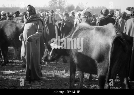 Schwarz / weiß Bild von Männern auf dem Kamel-Markt in der Nähe von Luxor, Ägypten Stockfoto