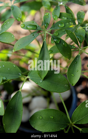 Strauch C. Choisya Ternata mexikanische Orange Blossom Stockfoto