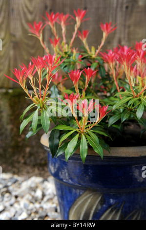 Pieris 'Forest Flame' Strauch in einem großen Topf Stockfoto